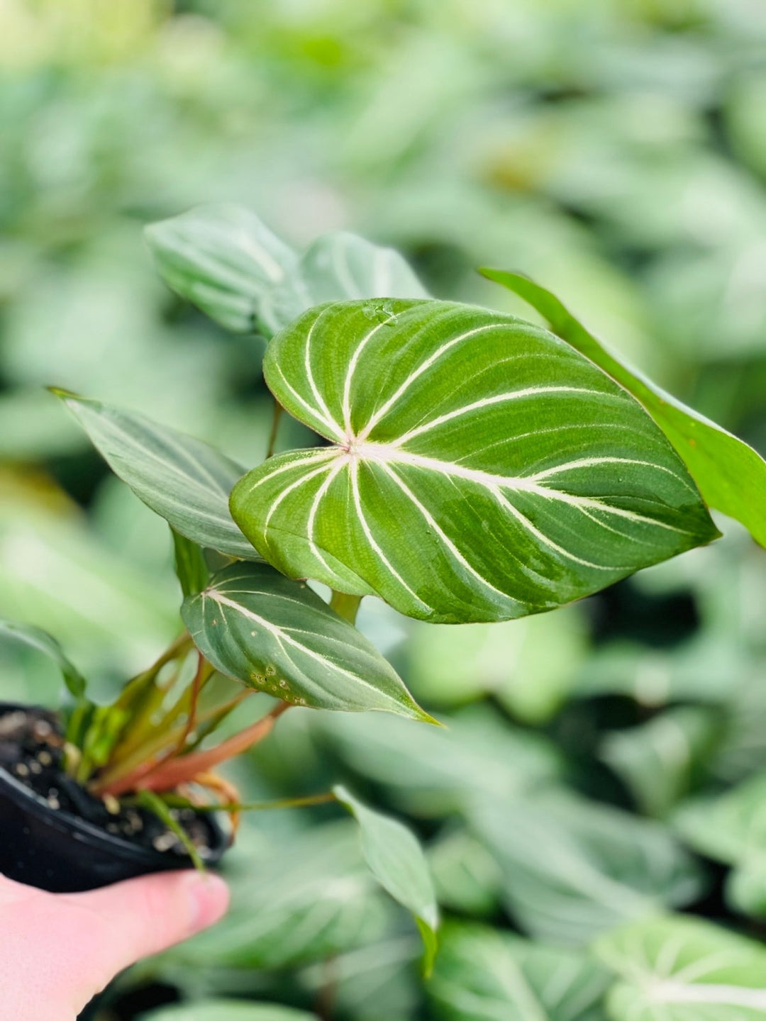 philodendron white veins Philodendron Gloriosum "White Vein" | Uprooted