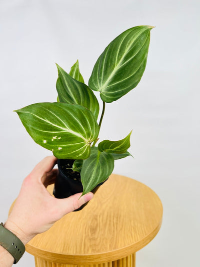 Philodendron Gloriosum "White Vein" ** Max 2 per person ** | Uprooted