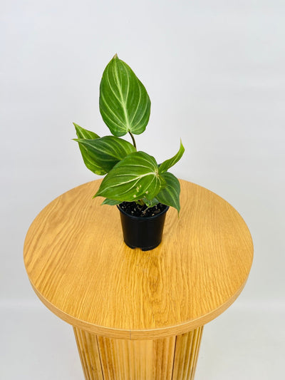 Philodendron Gloriosum "White Vein" ** Max 2 per person ** | Uprooted