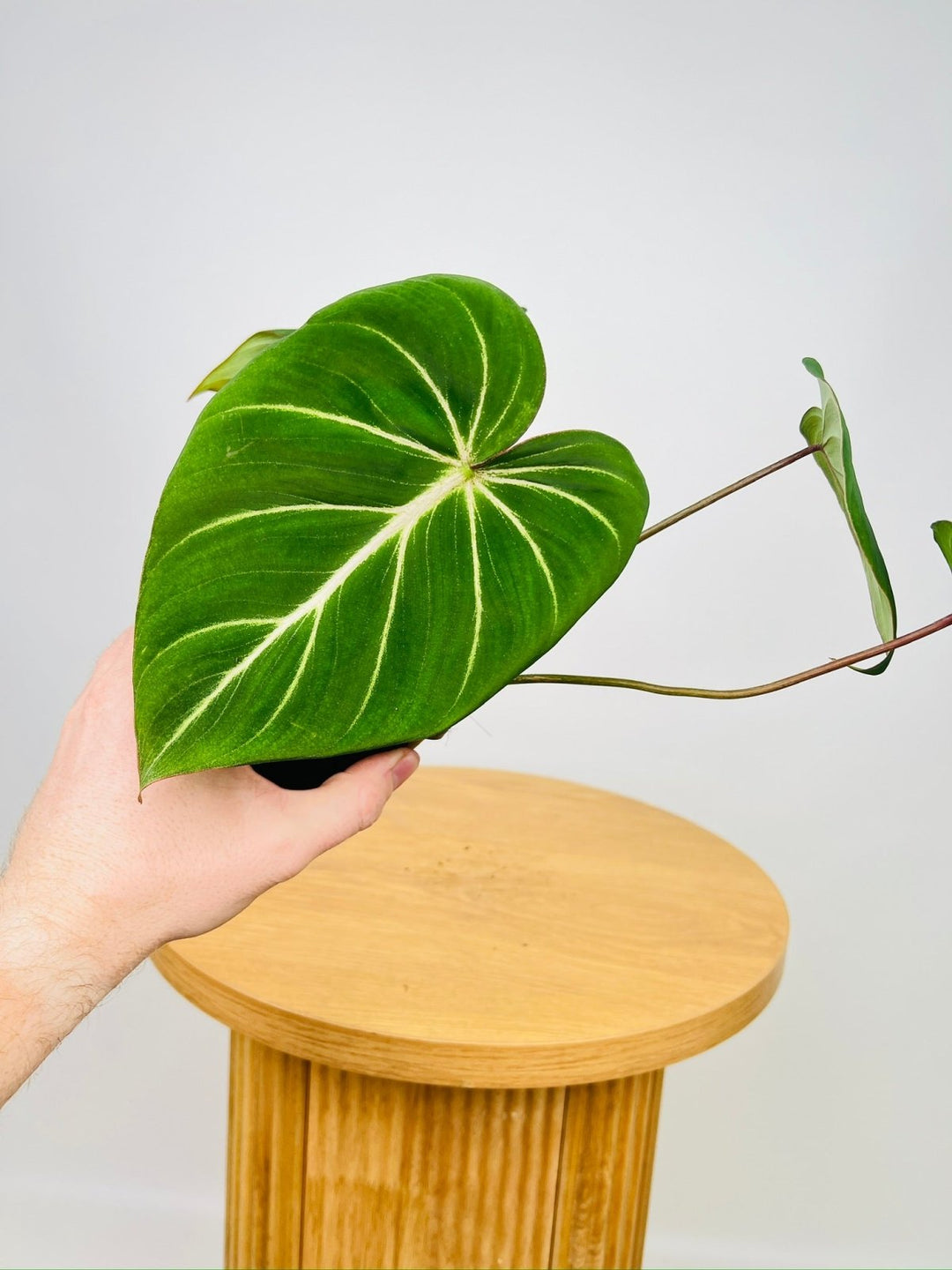 philodendron gloriosum white veins Philodendron Gloriosum "White Vein" | Uprooted