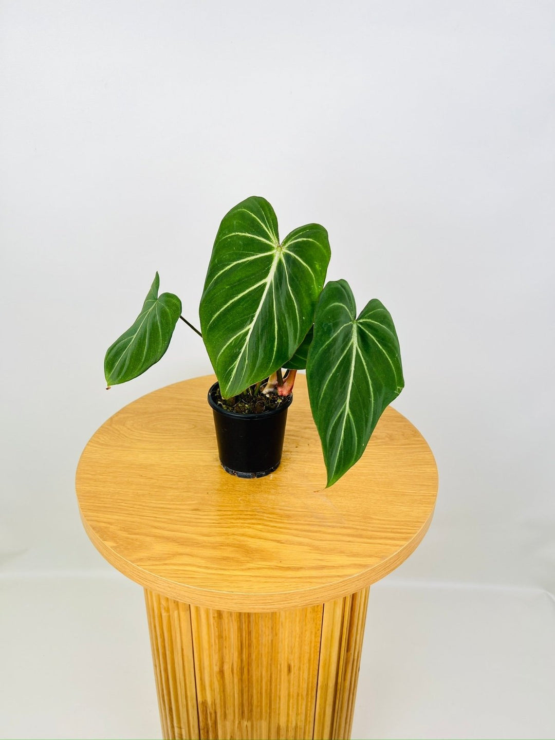 philodendron europe Philodendron Gloriosum "White Vein" | Uprooted