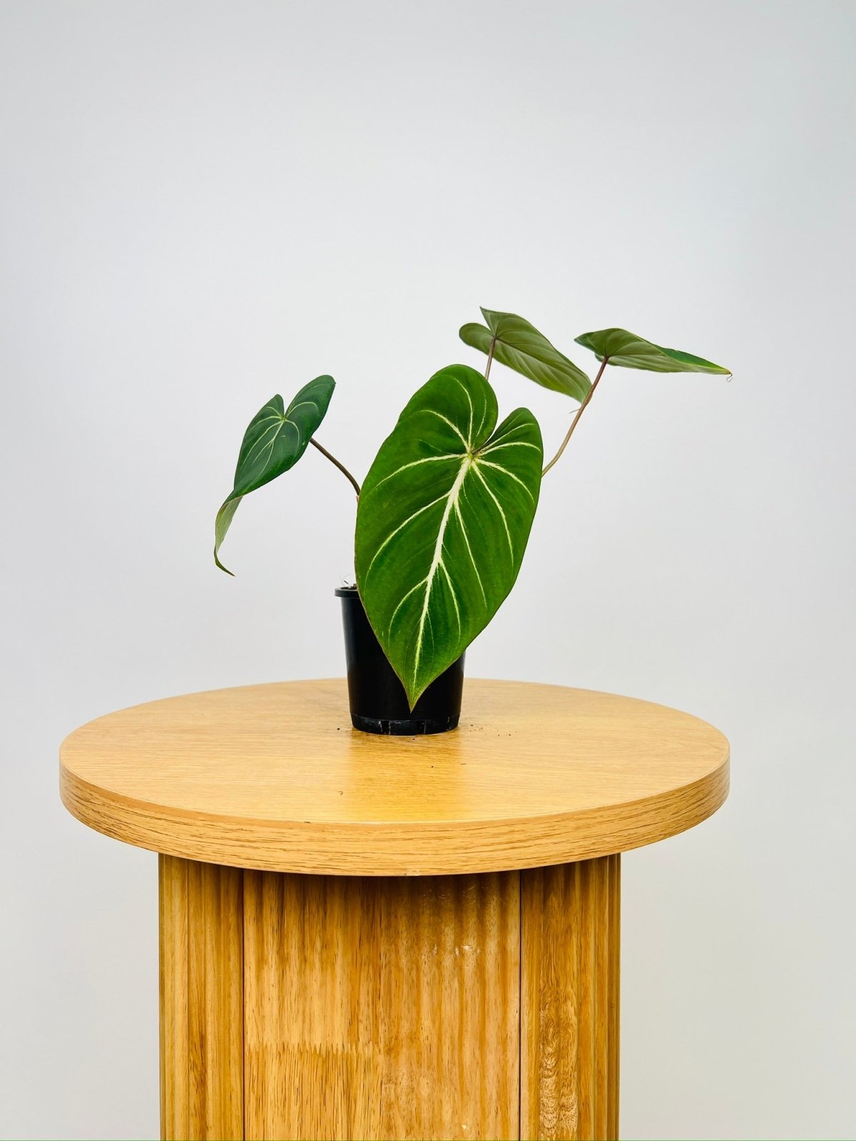 Philodendron Gloriosum "White Vein" | Uprooted