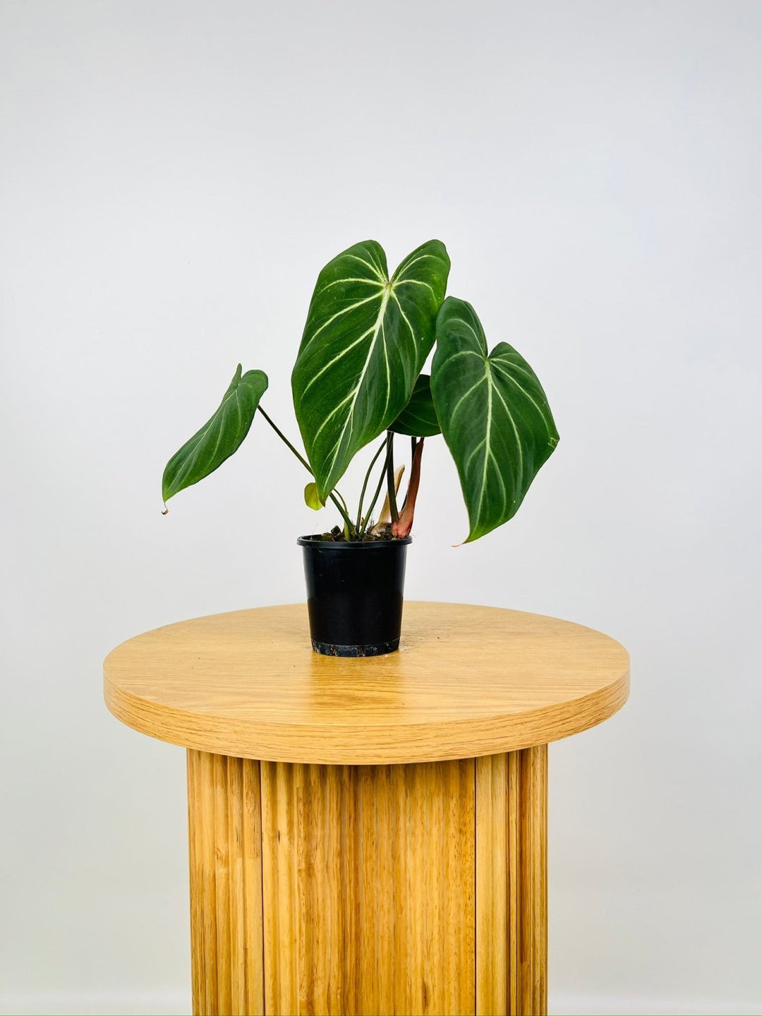 philodendron gloriosum white vein Philodendron Gloriosum "White Vein" | Uprooted