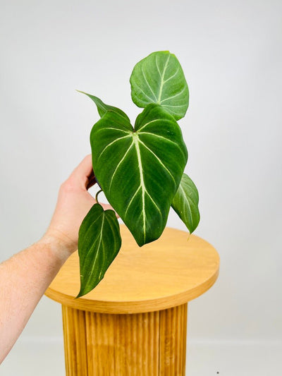 Philodendron Gloriosum "White Vein" | Uprooted