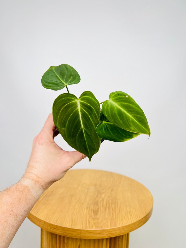 Philodendron Glorious | Uprooted