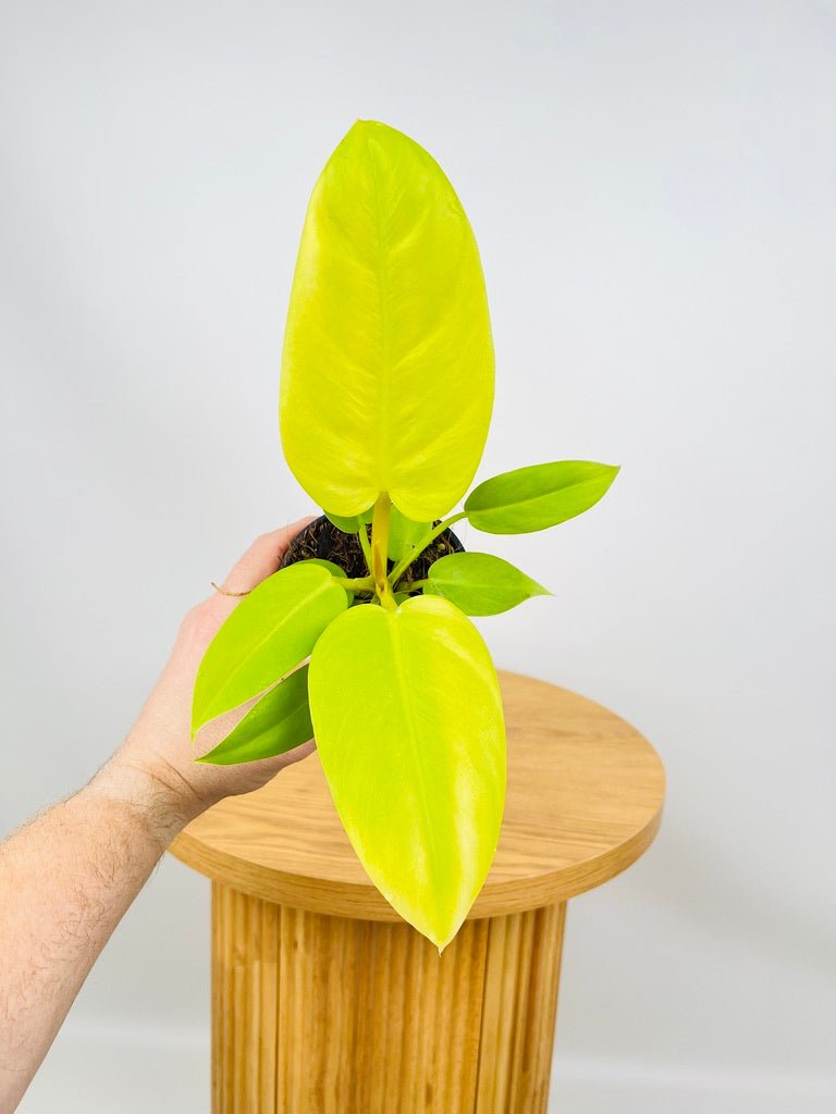 Philodendron Golden Melinonii | Uprooted