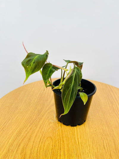 Philodendron Hederaceum Micans | Uprooted