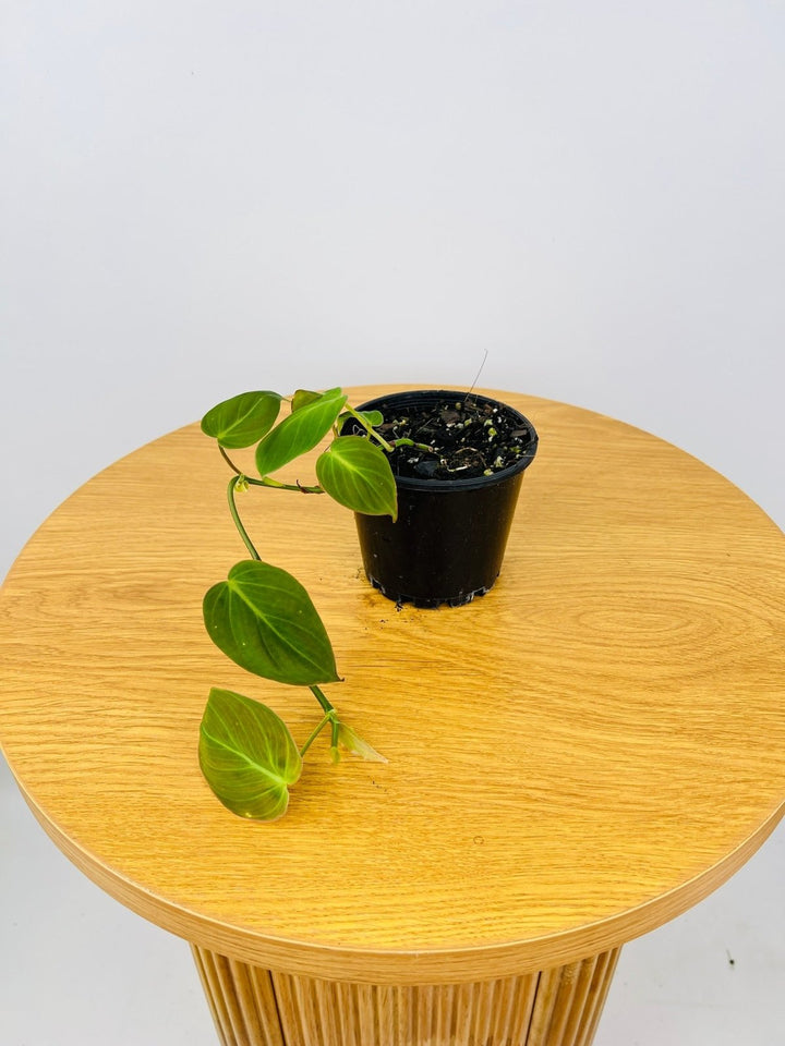 Philodendron Hederaceum Micans | Uprooted