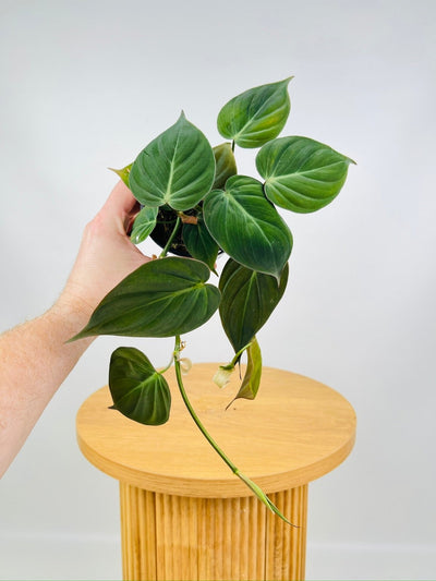 Philodendron Hederaceum Micans | Uprooted