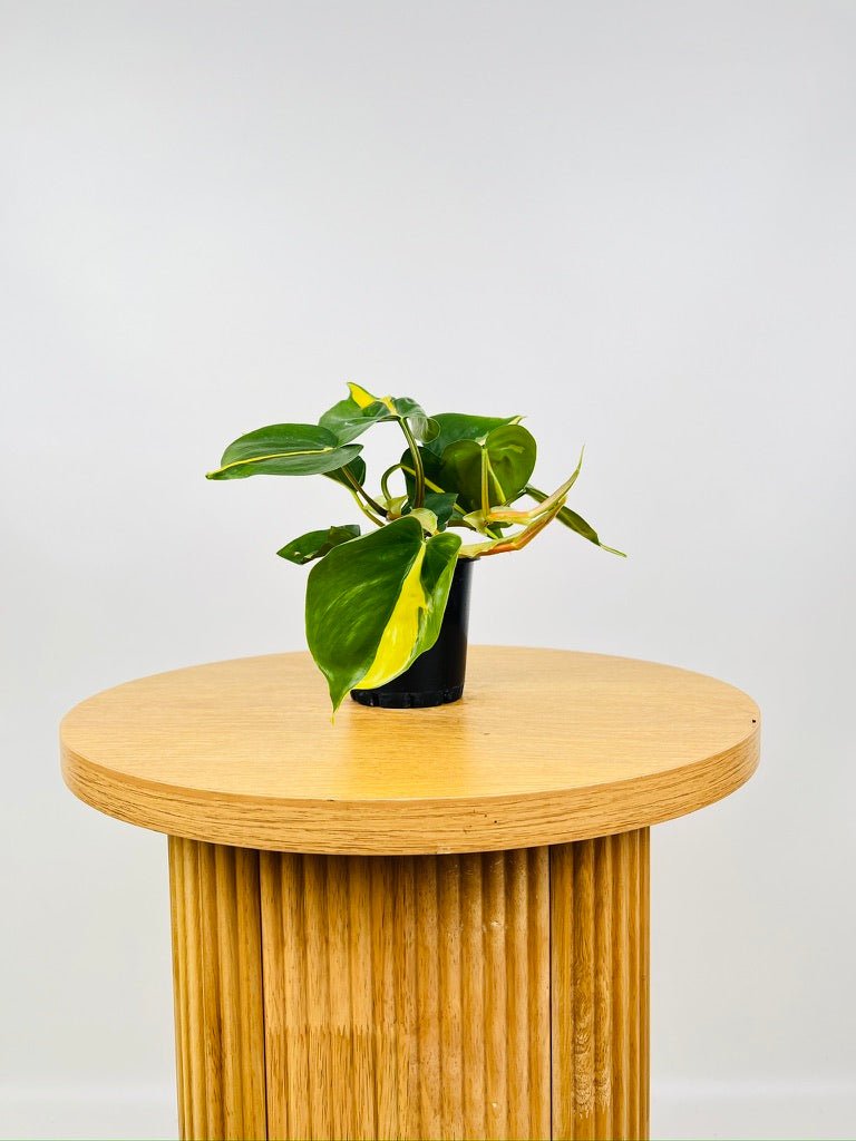 philodendron brasil for sale australia Philodendron Hederaceum Var. Oxycardium - Brasil | Uprooted