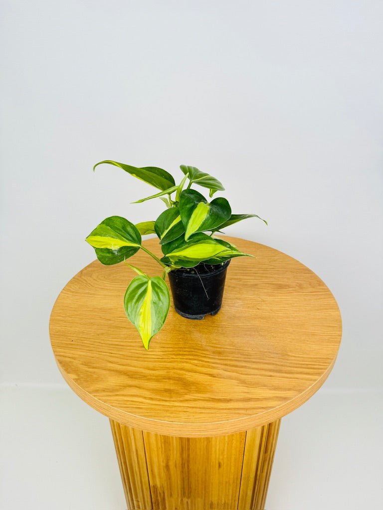 philodendron brasil australia Philodendron Hederaceum Var. Oxycardium - Brasil | Uprooted