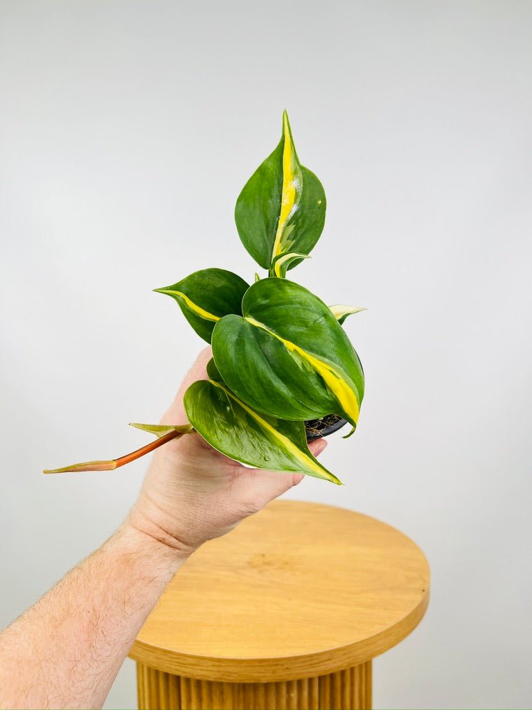 philodendron hederaceum var. oxycardium 'brasil' Philodendron Hederaceum Var. Oxycardium - Brasil | Uprooted