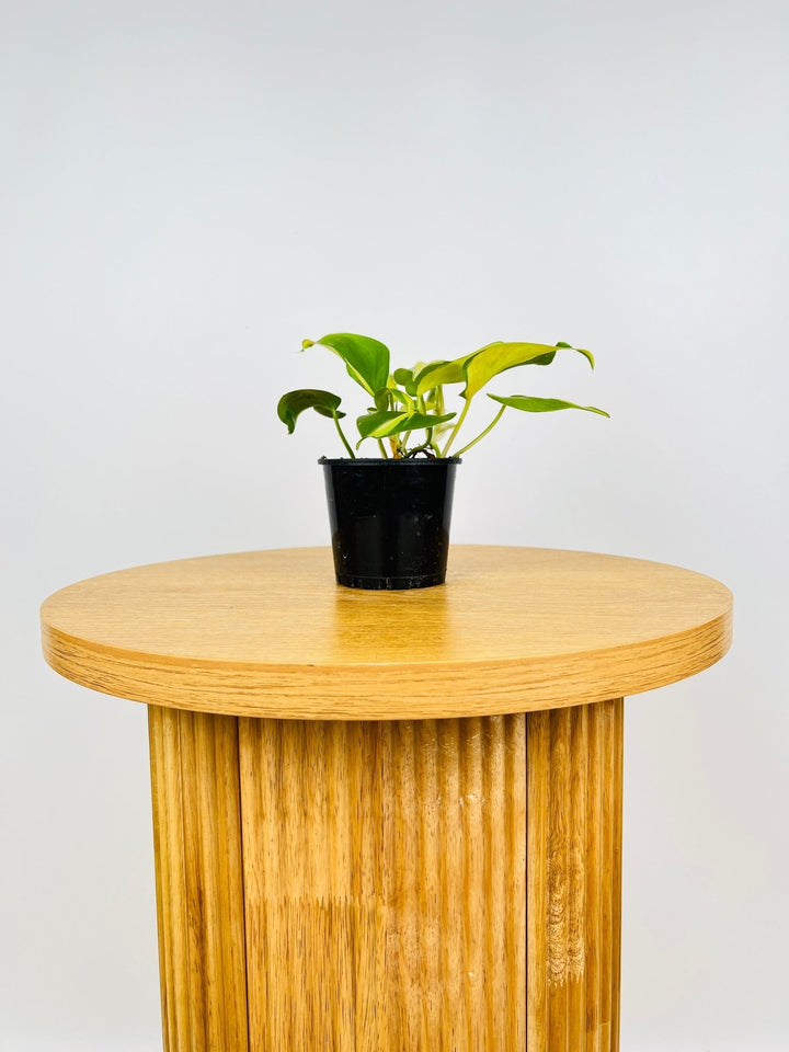Philodendron Hederaceum Var. Oxycardium - Brasil | Uprooted