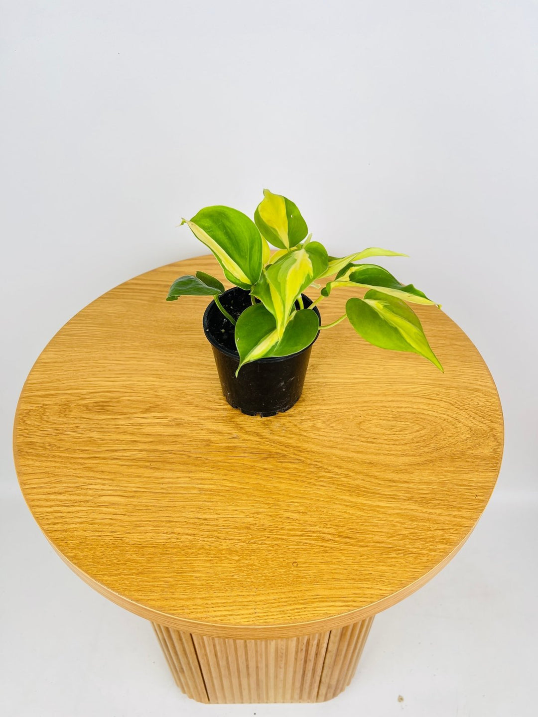 philodendron brasil australia Philodendron Hederaceum Var. Oxycardium - Brasil | Uprooted