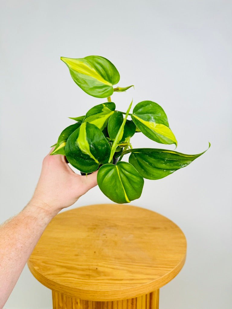philodendron brasil australia Philodendron Hederaceum Var. Oxycardium - Brasil | Uprooted