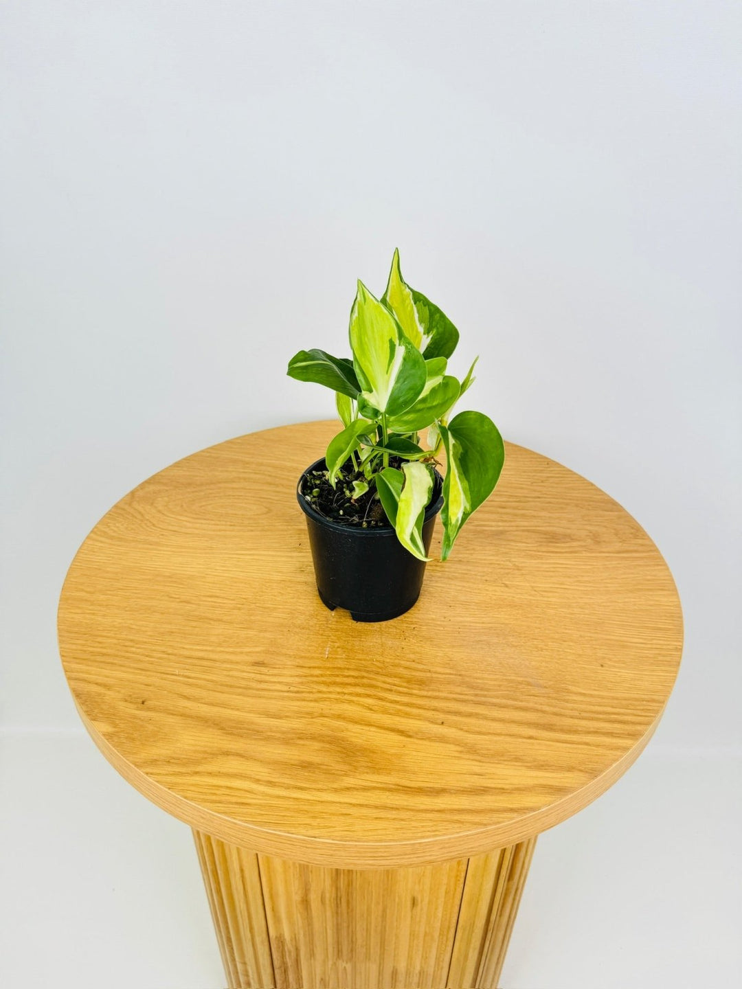 philodendron hederaceum cream splash Philodendron Hederaceum Var. Oxycardium Cream Splash | Uprooted