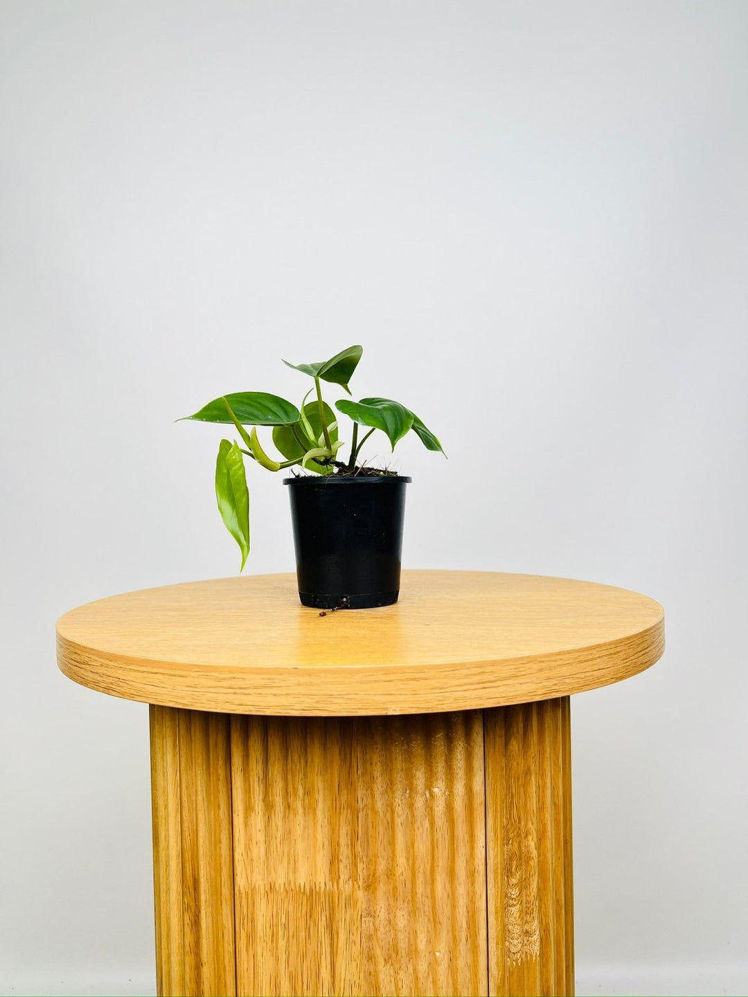 1 philodendron scandens oxycardium& 39 Philodendron Hederaceum Var. Oxycardium Heart Leaf | Uprooted
