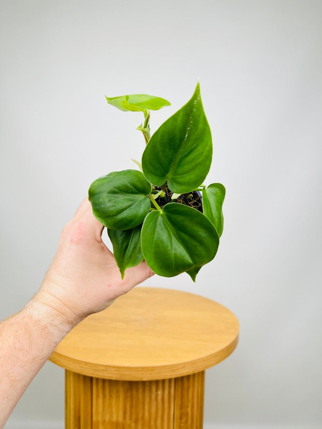 philodendron oxycardium common name Philodendron Hederaceum Var. Oxycardium Heart Leaf | Uprooted