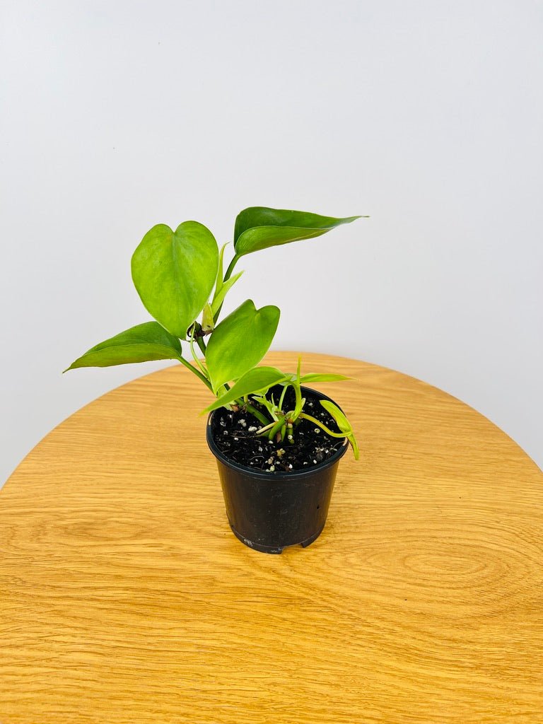 philodendron hederaceum var. oxycardium Philodendron Hederaceum Var. Oxycardium Heart Leaf | Uprooted