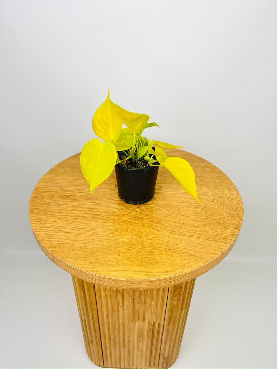 heartleaf philodendron philodendron oxycardium flower Philodendron Hederaceum Var. Oxycardium - Lime | Uprooted