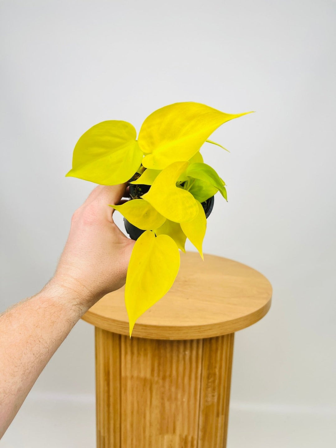 neon pothos or lemon lime philodendron Philodendron Hederaceum Var. Oxycardium - Lime | Uprooted