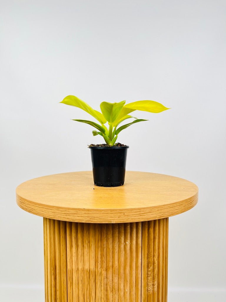 philodendron imperial yellow Philodendron Imperial Gold | Uprooted