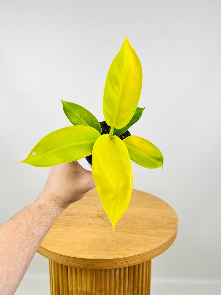 Philodendron Imperial Gold | Uprooted