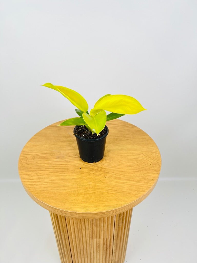 philodendron imperial golden Philodendron Imperial Gold | Uprooted