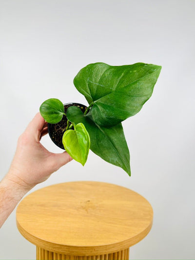 Philodendron Jacquinii | Uprooted