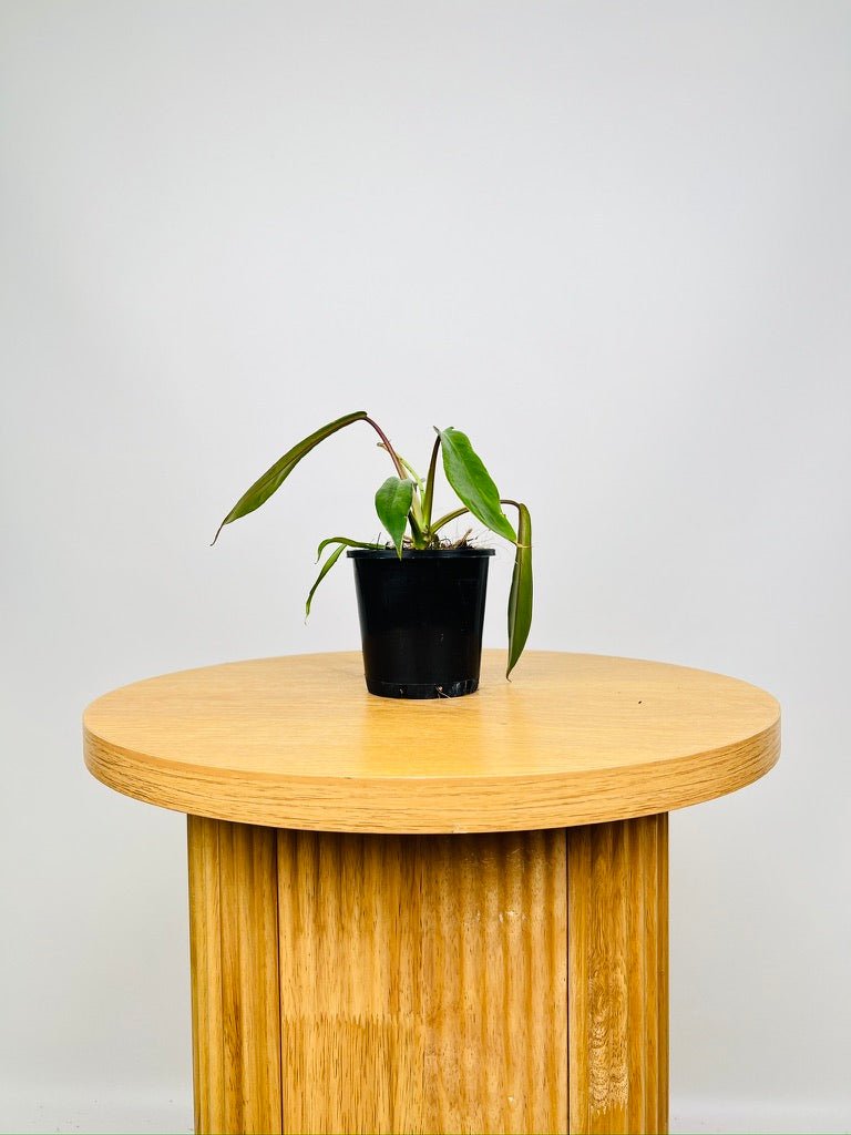 Philodendron Joepii | Uprooted
