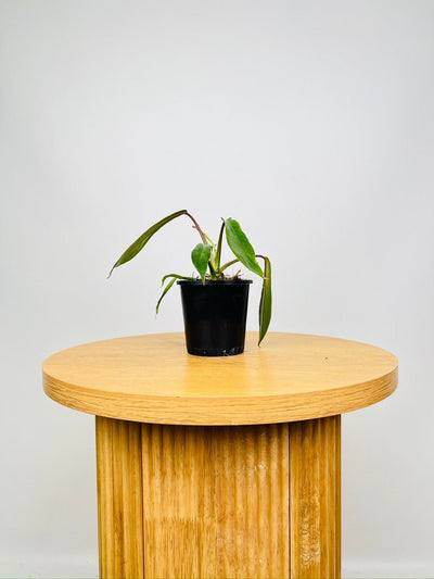 Philodendron Joepii | Uprooted