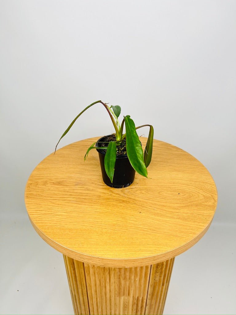 Philodendron Joepii | Uprooted