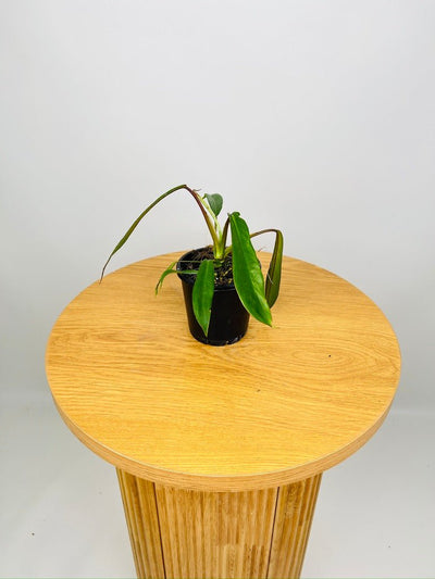 Philodendron Joepii | Uprooted