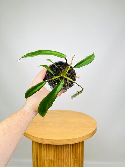 Philodendron Joepii | Uprooted