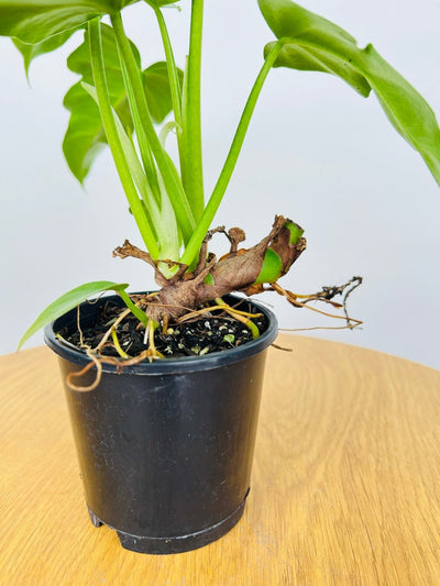 Philodendron Lacerum Fingerling | Uprooted