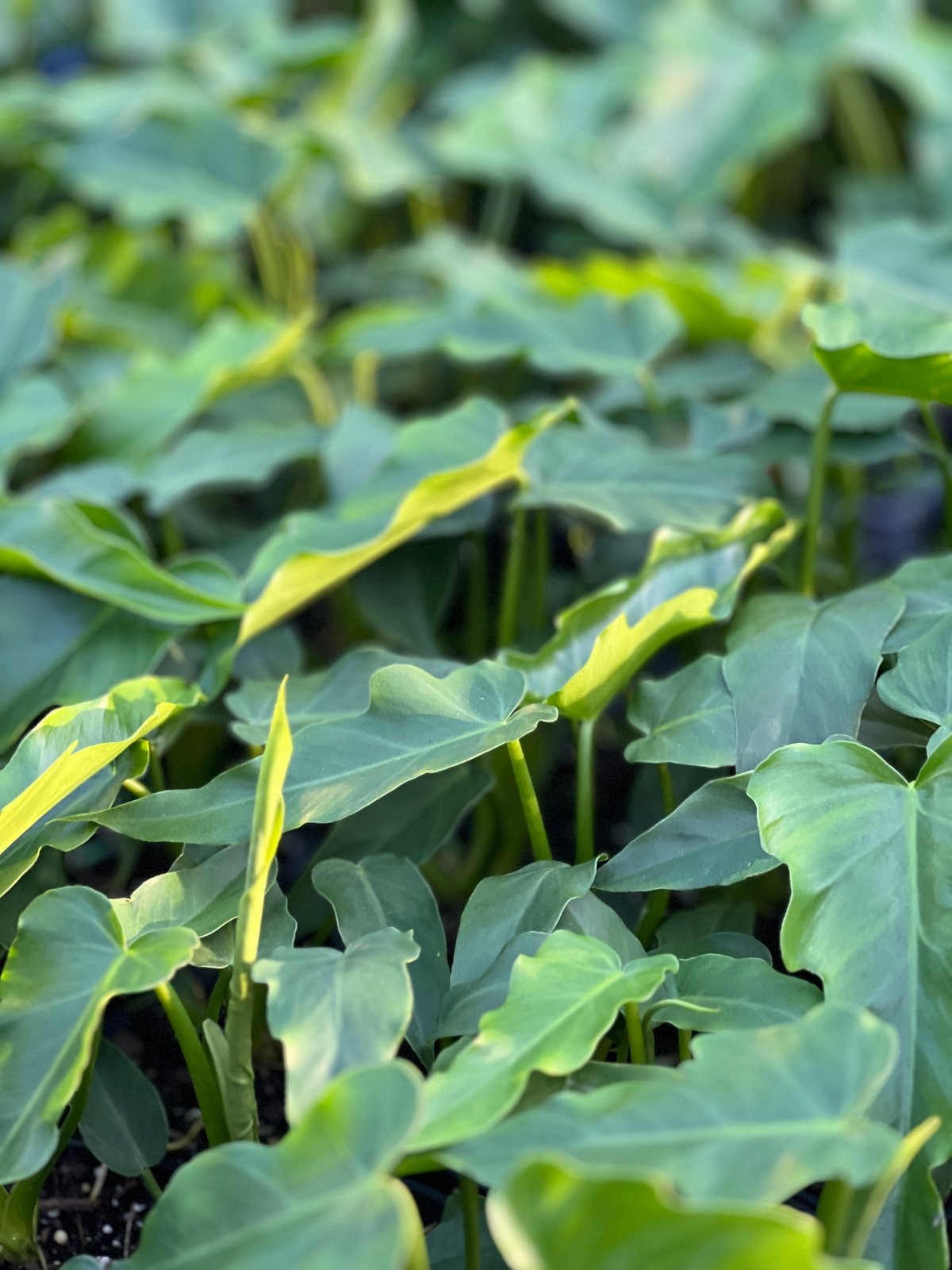 Philodendron Lacerum Fingerling | Uprooted