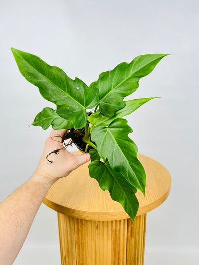 Philodendron Lacerum Fingerling | Uprooted