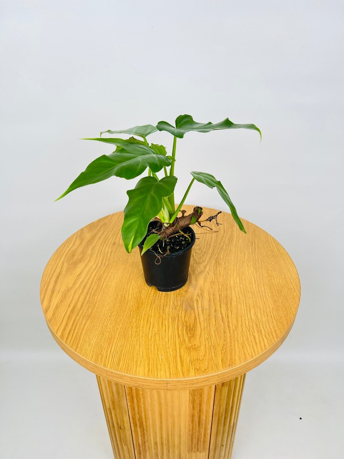 Philodendron Lacerum Fingerling | Uprooted