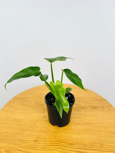 Philodendron Lacerum Fingerling | Uprooted