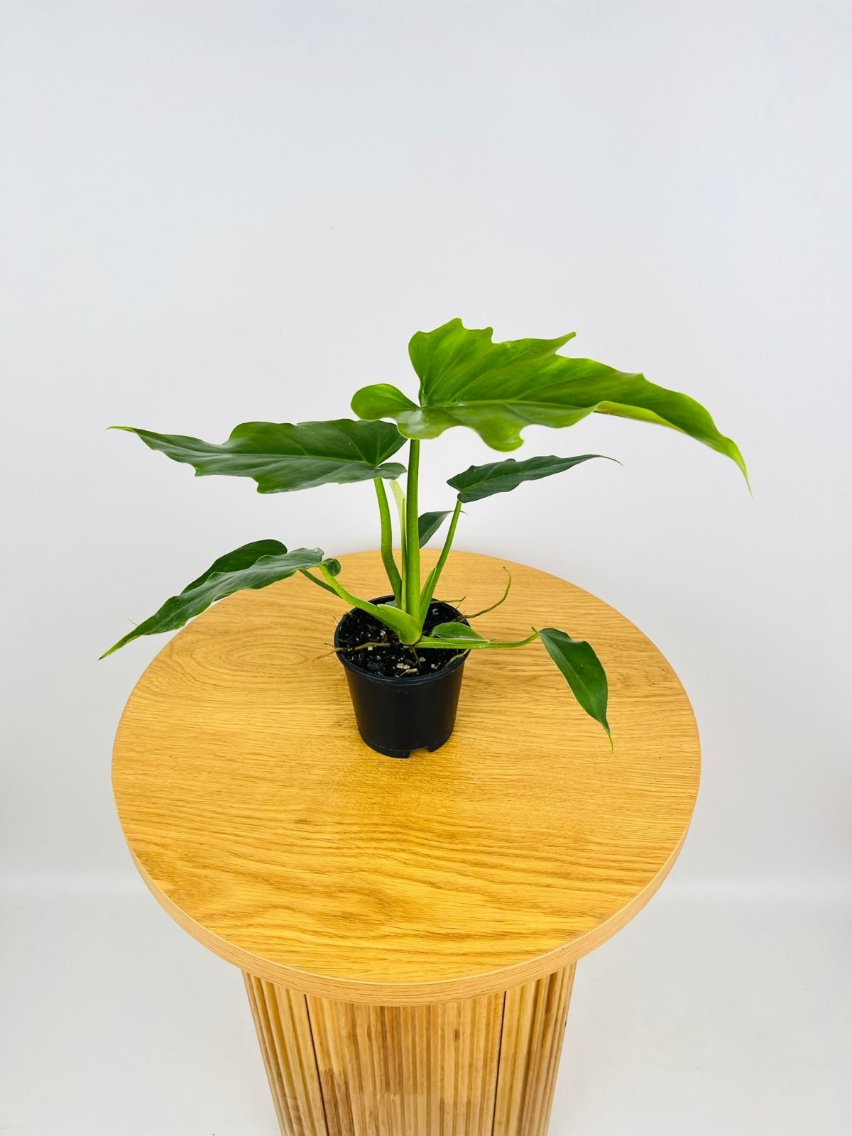 Philodendron Lacerum Fingerling | Uprooted