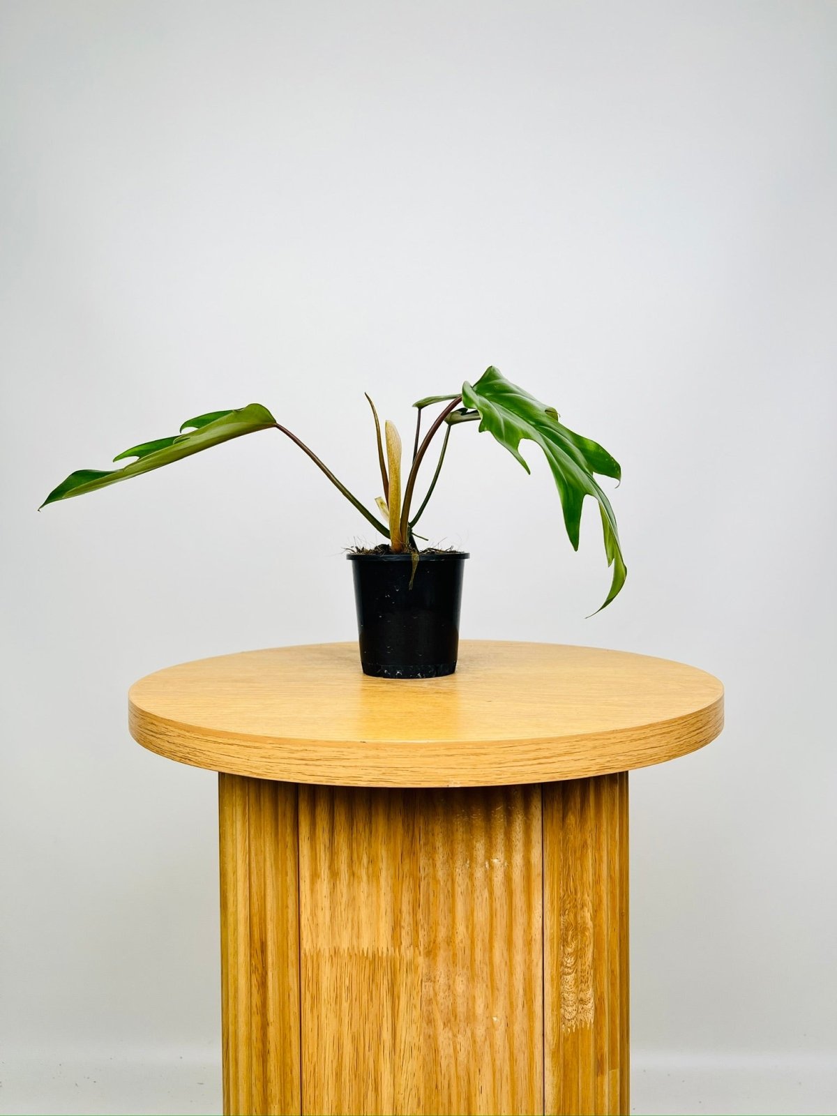 Philodendron Mayoi Tahiti | Uprooted