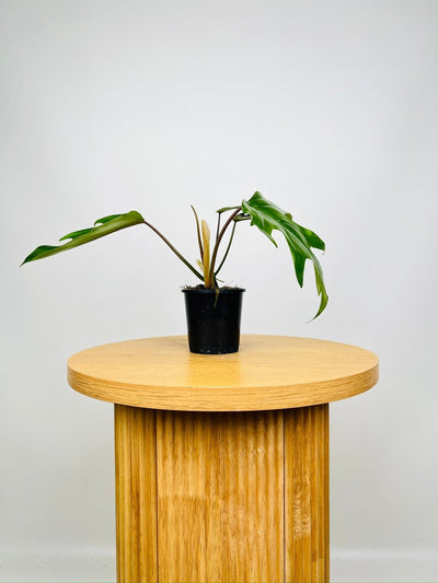 Philodendron Mayoi Tahiti | Uprooted