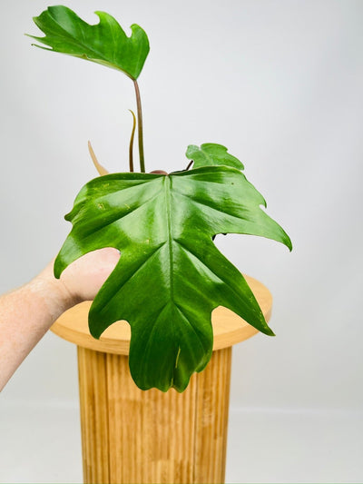 Philodendron Mayoi Tahiti | Uprooted