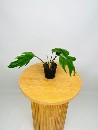 Philodendron Mayoi Tahiti | Uprooted