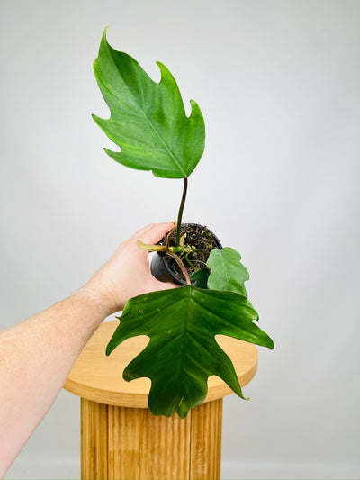 Philodendron Mayoi Tahiti | Uprooted