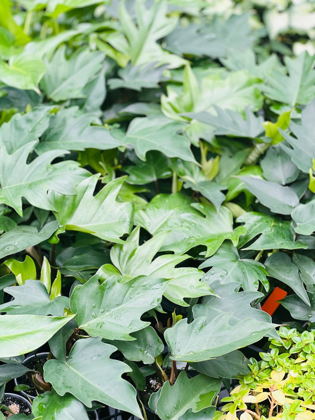 philodendron mayoi tahiti Philodendron Mayoi Tahiti | Uprooted