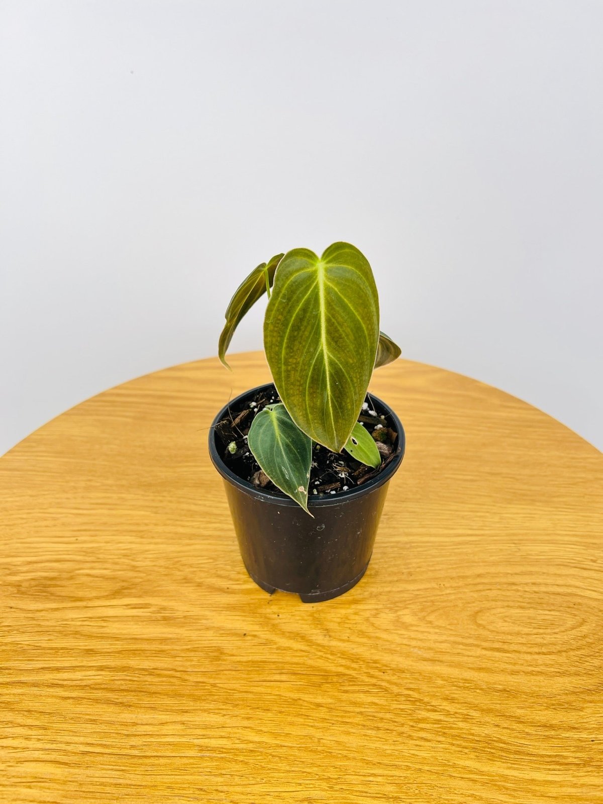 Philodendron Melanochrysum | Uprooted