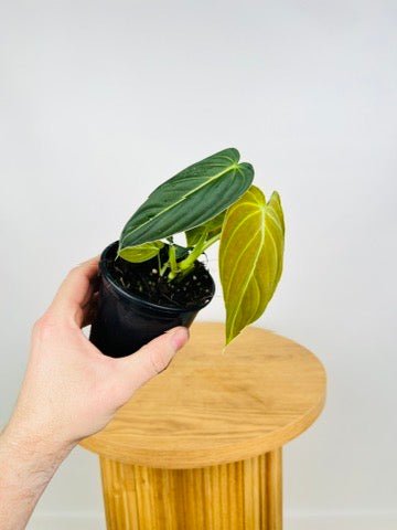Philodendron Melanochrysum | Uprooted