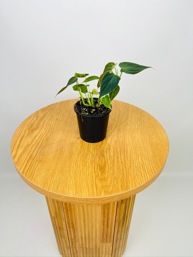 Philodendron Melanochrysum x Verrucosum - Splendid | Uprooted