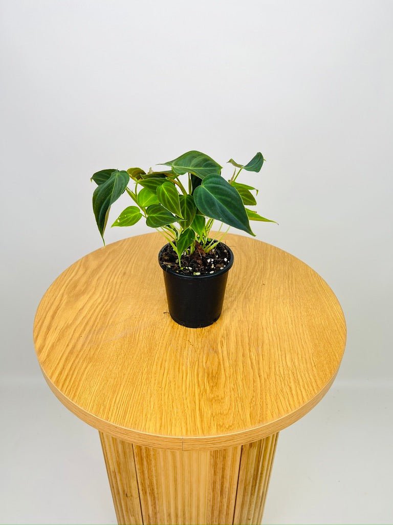 philodendron melano x verru Philodendron Melanochrysum x Verrucosum - Splendid | Uprooted